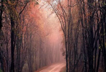 完整比分比分直播是什么？如何获取和利用它？